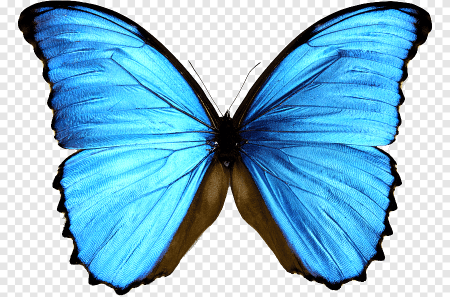 Голубая бабочка Монарх