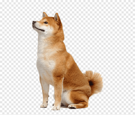 Собака сиба ину