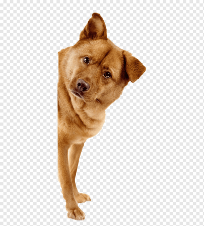 Собака без фона