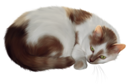 Кошка на прозрачном фоне