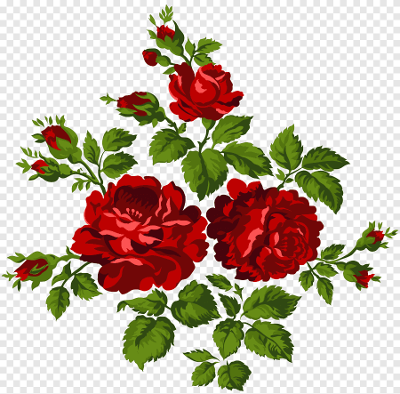 Куст розы рисунок