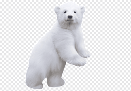 Белый медведь на прозрачном фоне