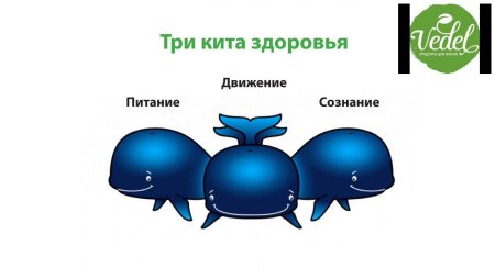 Здоровье держится на трех китах