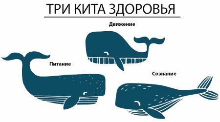 Три кита