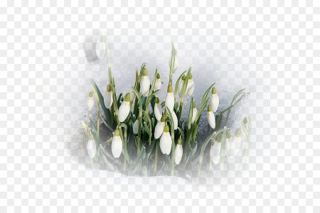 Подснежники на прозрачном фоне