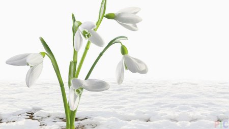 Подснежники на белом фоне