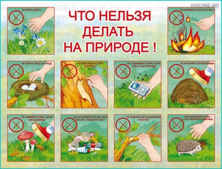 ПРАВИЛАПОВЕДЕНИЕ В лесу