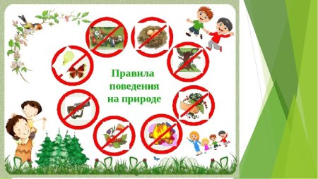 Поведение в природе для дошкольников