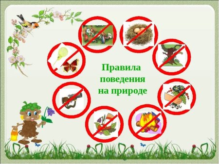 Правила безопасности поведения в лесу