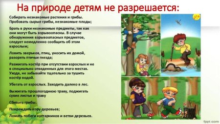 Поведение в природе для дошкольников