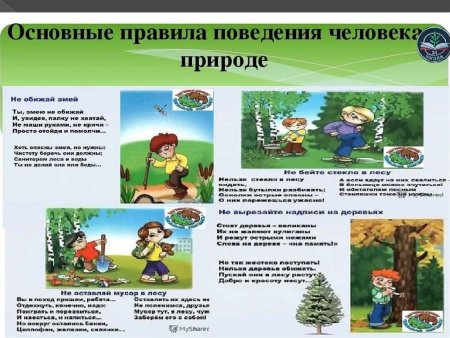 Неправильное поведение в лесу