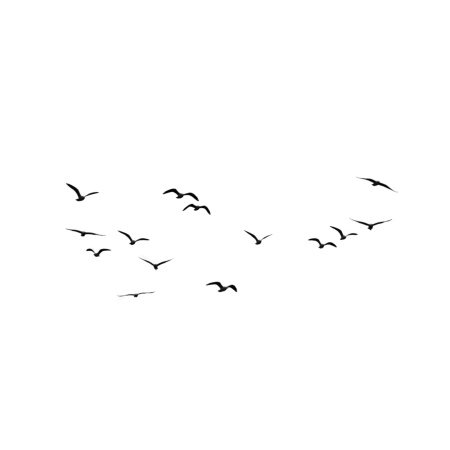 Стая птиц на белом фоне