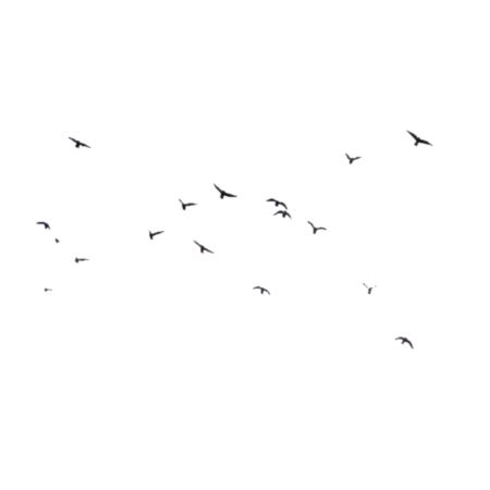 Птицы для ФШ