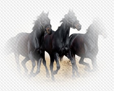Лошадь прозрачная