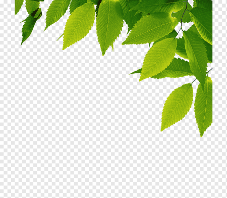 Лисья зелёные от фруктов PGN