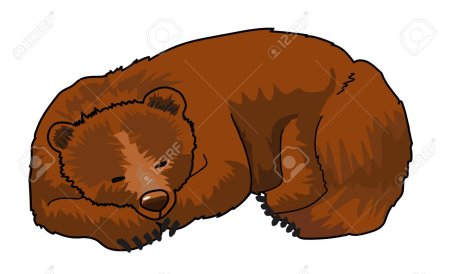 Спящий медведь на белом фоне