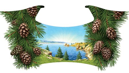 Кедр Байкальская PNG