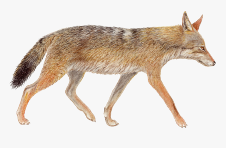 Canis lepophagus