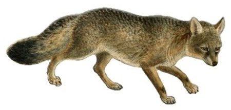 Корсак на белом фоне