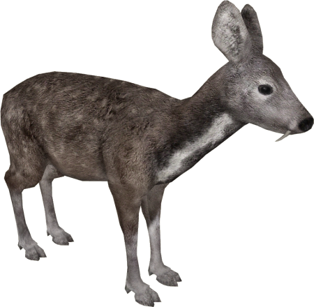 Сибирская кабарга белая