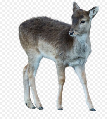 Косуля на белом фоне