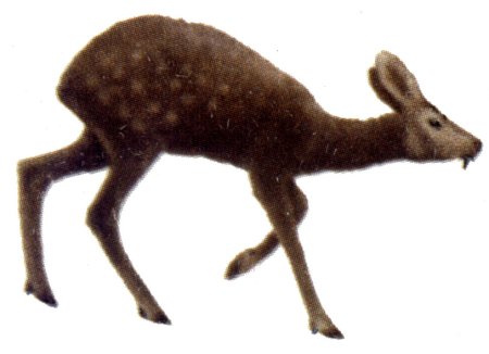 Косуля без фона