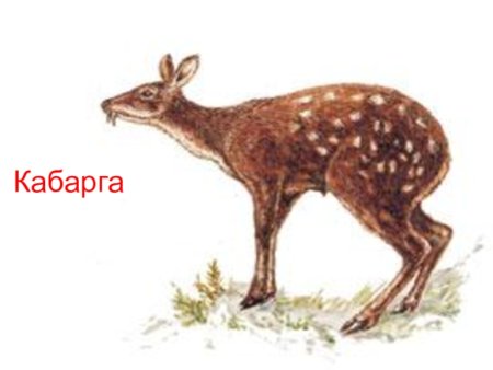Кабарга без фона
