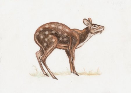Сахалинская кабарга Moschus moschiferus sachalinensis