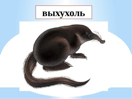 Кавказская выхухоль