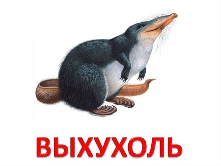 Выхухоль на белом фоне