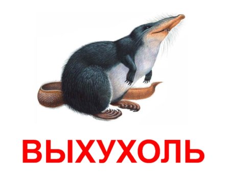 Выхухоль чб