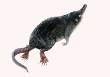 GALEMYS pyrenaicus