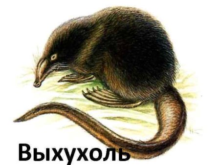 Выхухоль Курганская область