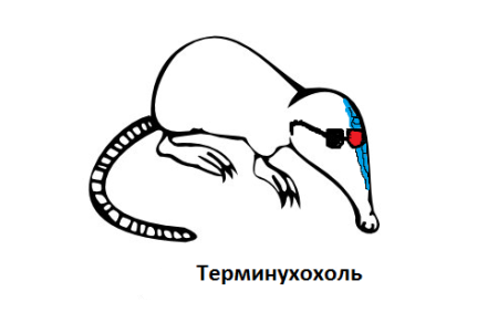 Русская выхухоль