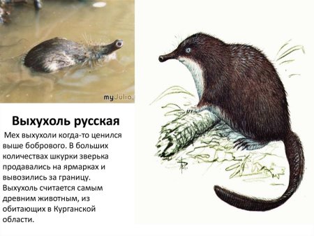 Животные красной книги выхухоль