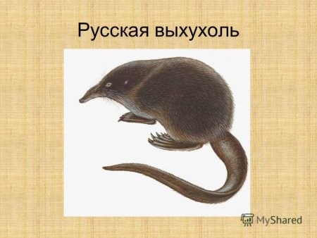 Выхухоль Реликт