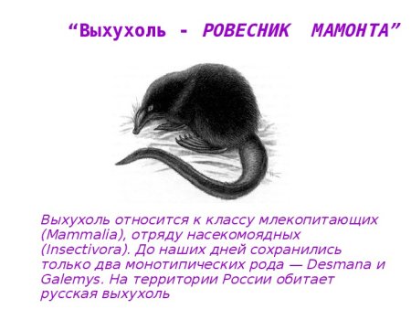 Презентация на тему выхухоль