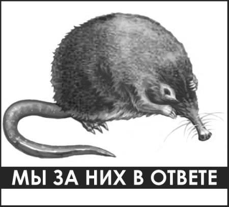 Русская выхухоль рисунок