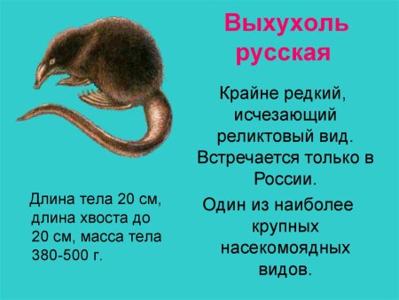 Выхухоль картинки