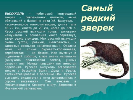 Выхухоль сообщение