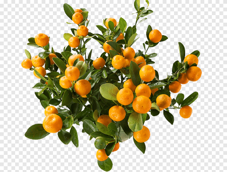 Мандариновое дерево кумкват
