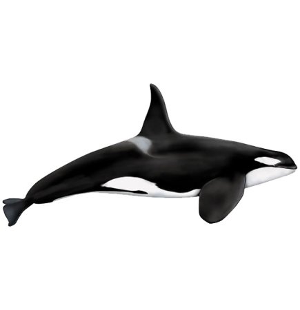 Косатка Orcinus Orca Linnaeus