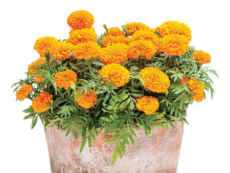 Цветы бархатцы Хризанта