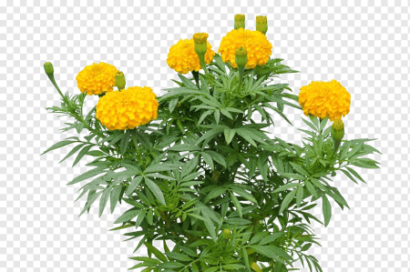 Бархатцы желтые куст