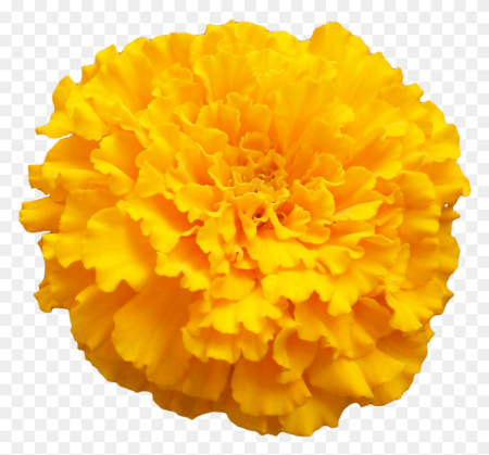 Marigold (оранжево-жёлтый)