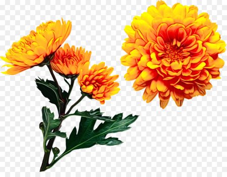 Chrysanthemum lavandulifolium