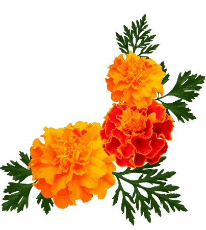 Бархатцы вектор