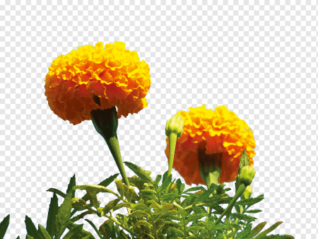 Бархатец вектор