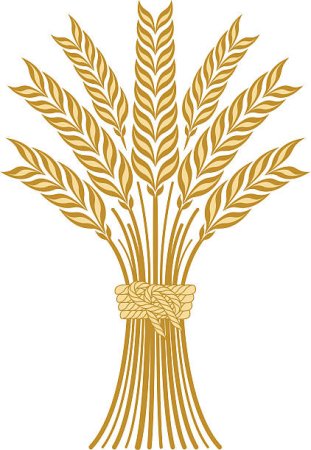Сноп пшеницы вектор