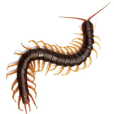 Морская сколопендра